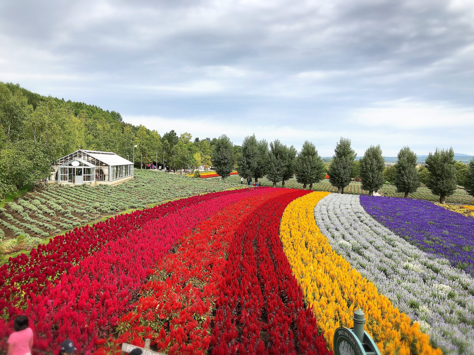 花畑の写真