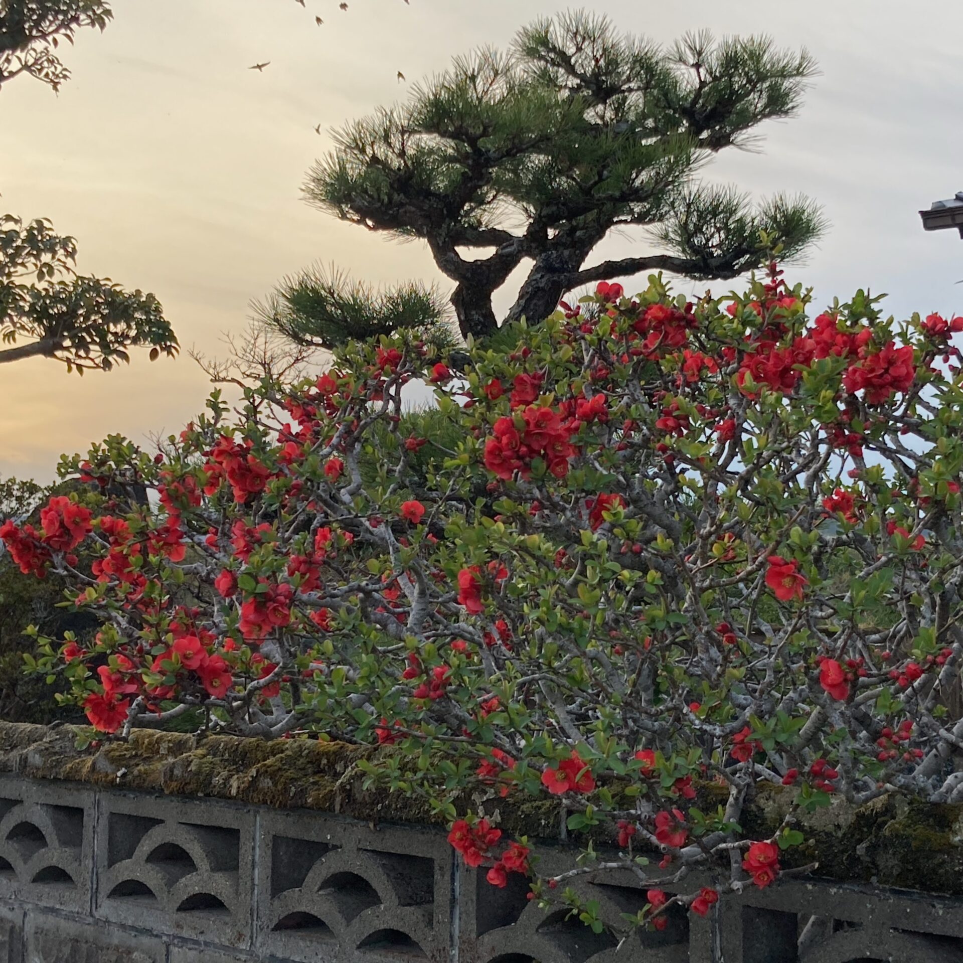 木瓜の花の写真