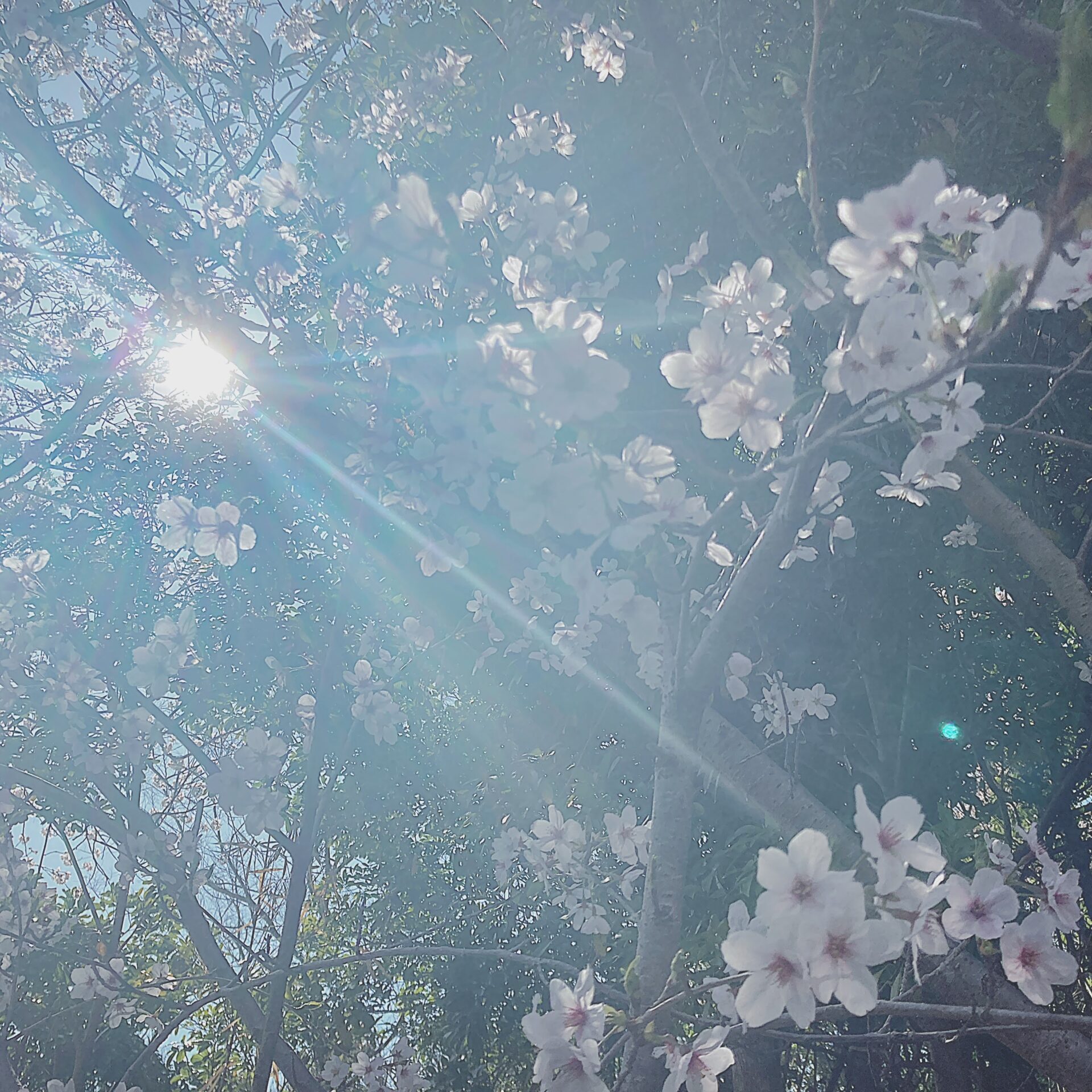 降り注ぐ日光と桜の写真