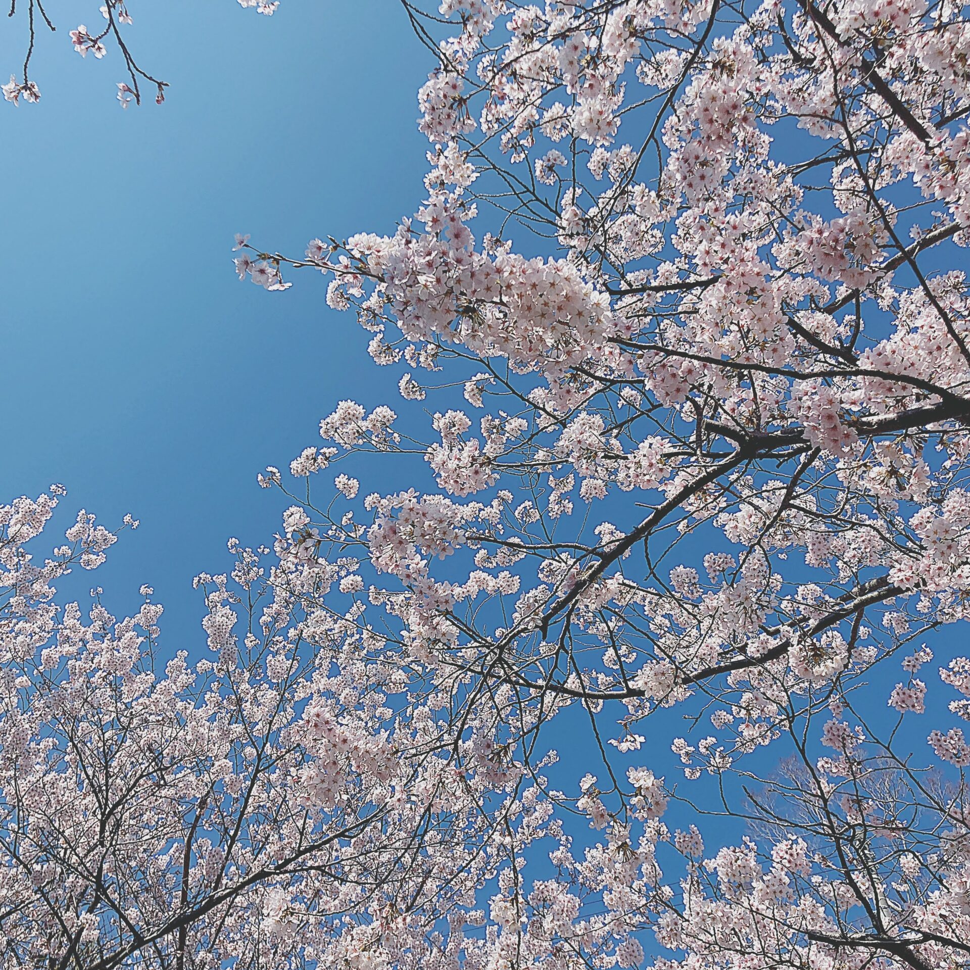 桜と空の写真