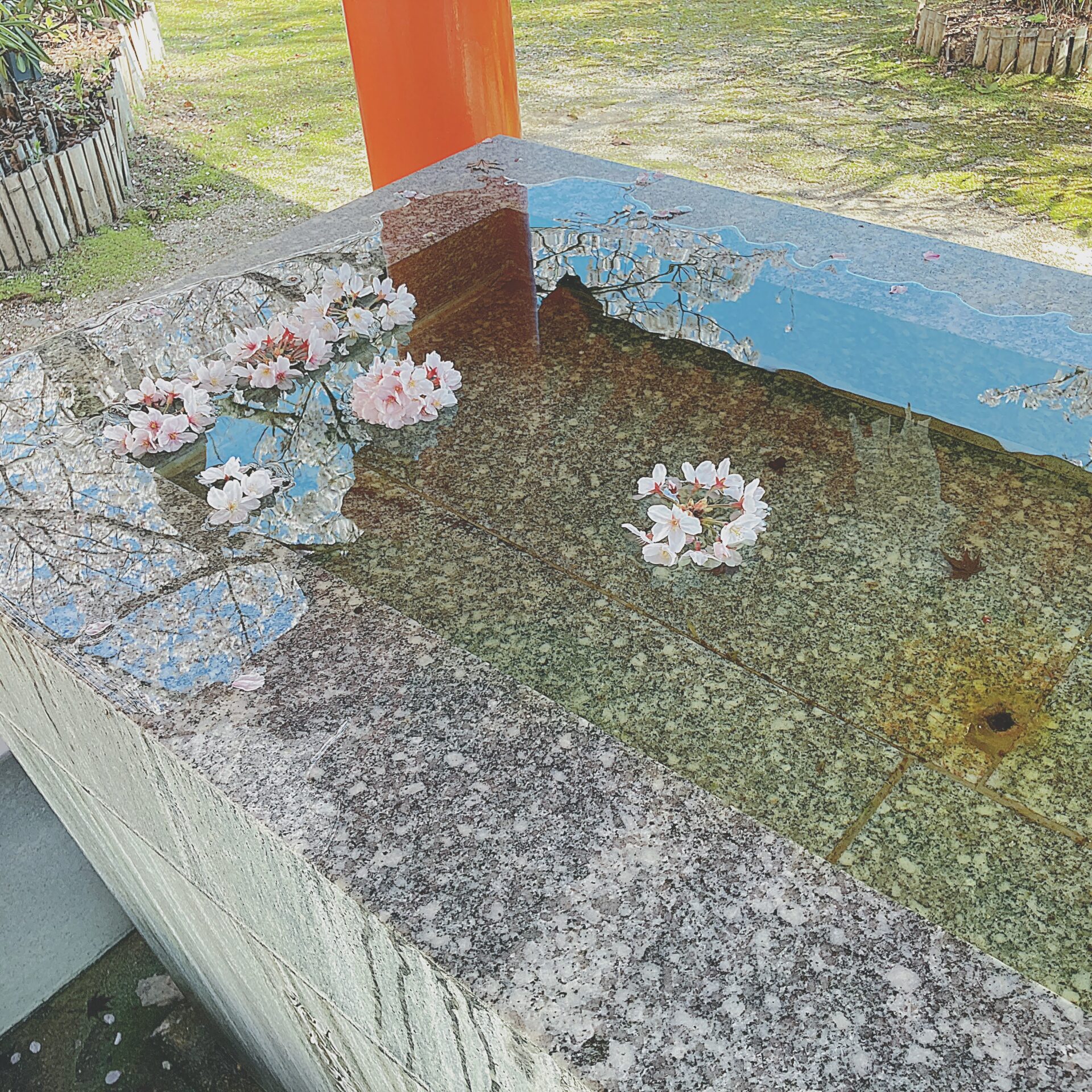 手水舎に桜が浮いている写真