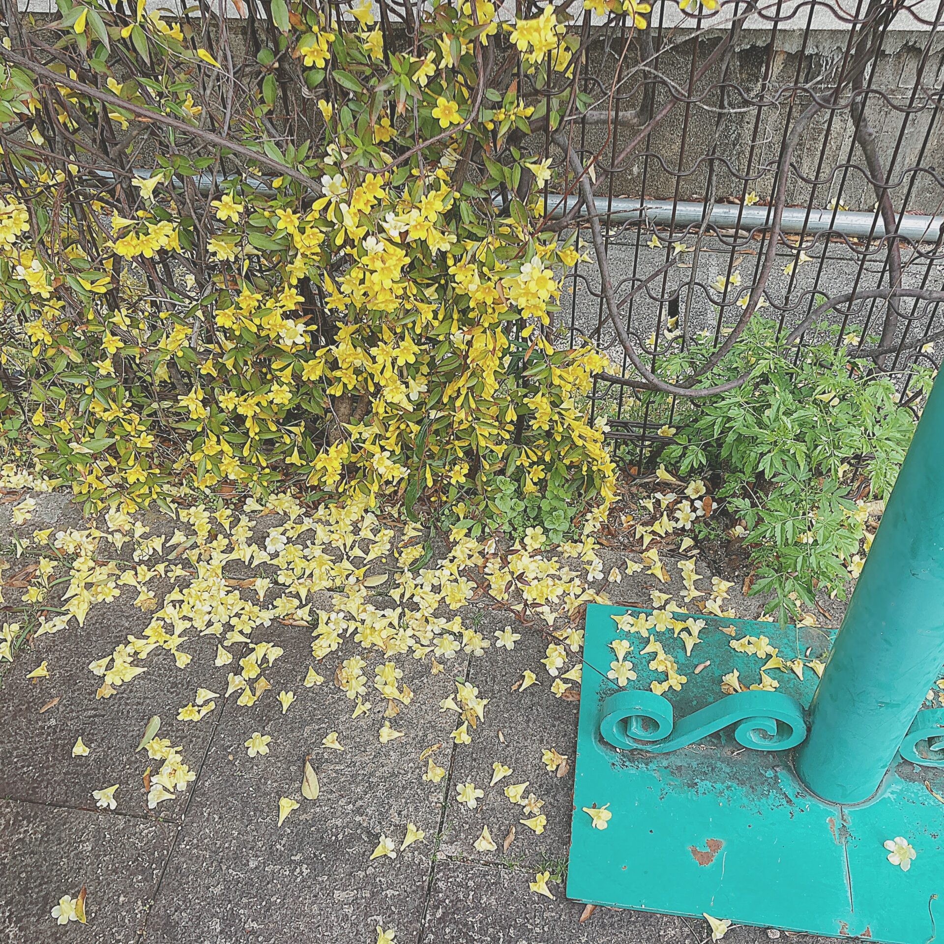 黄色い花が散っている写真