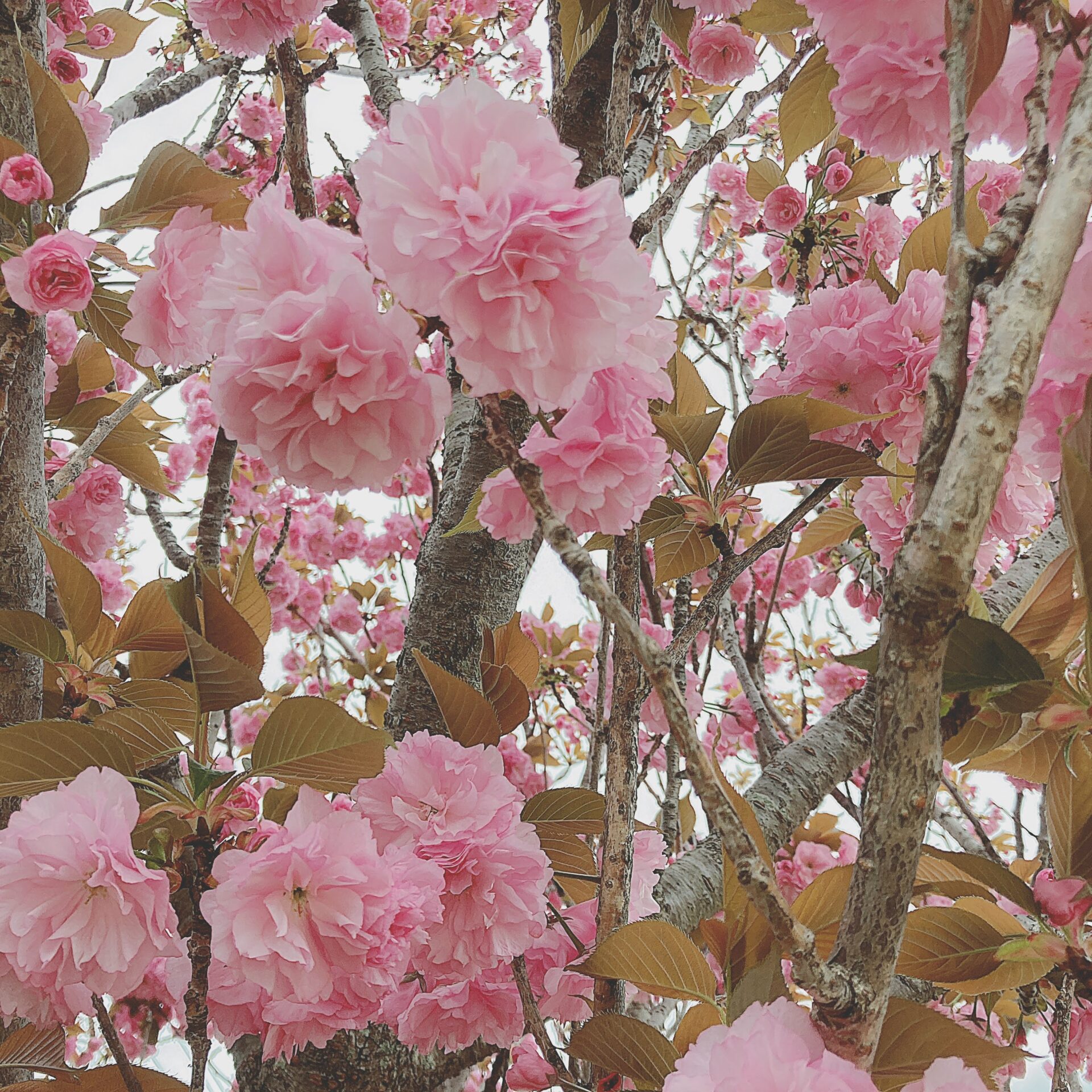 八重桜が咲き誇っている写真