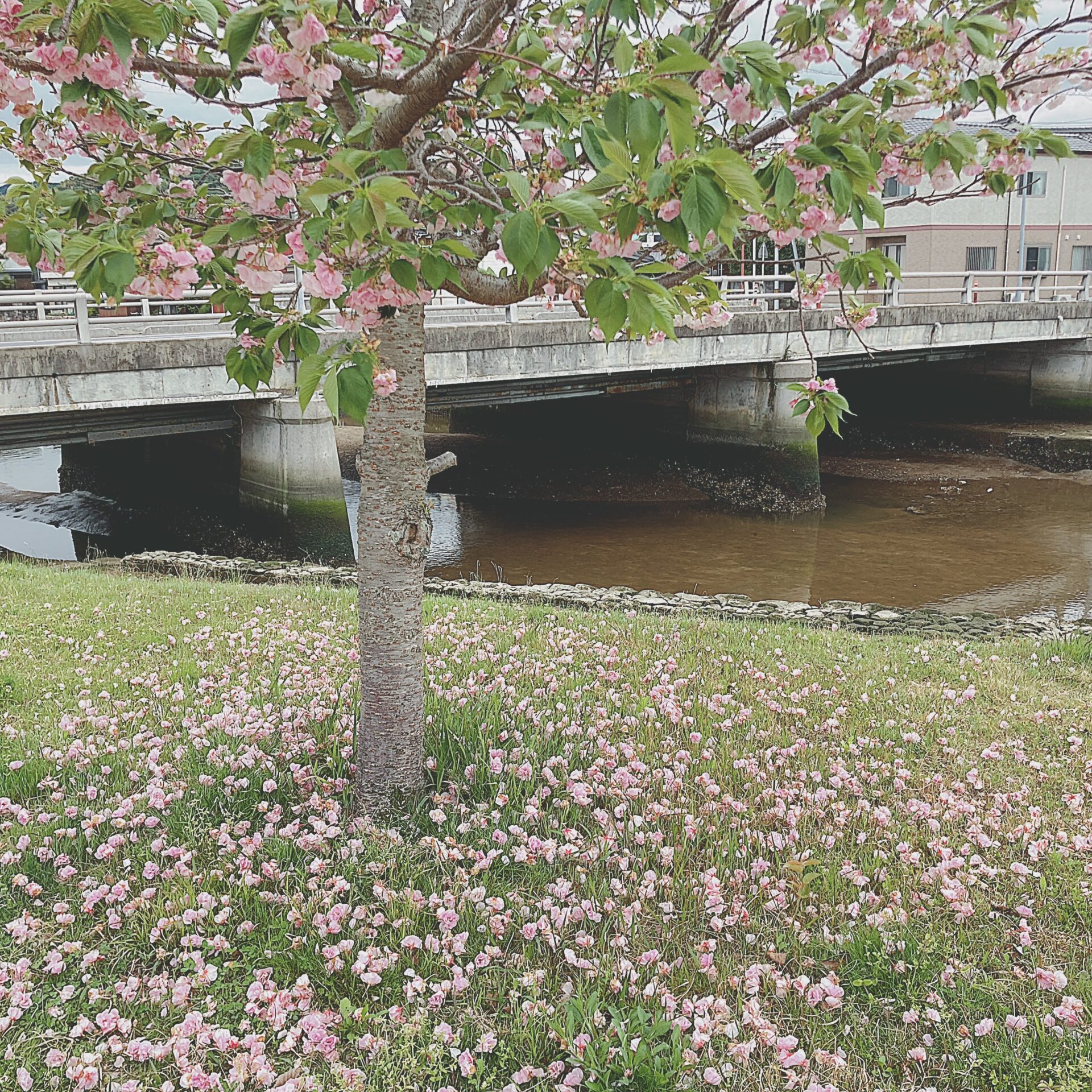 桜と川の写真