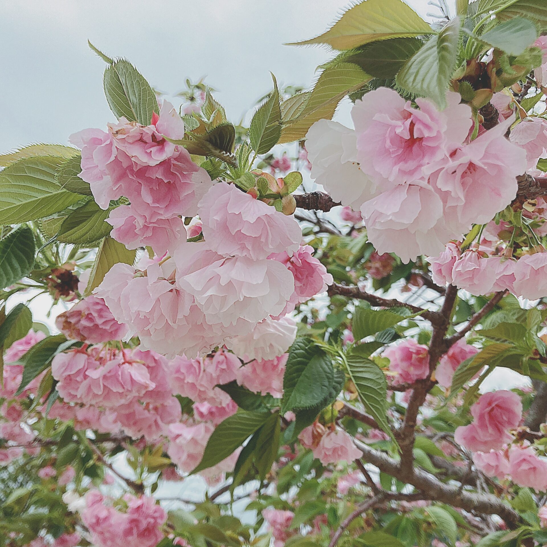 白妙桜の写真