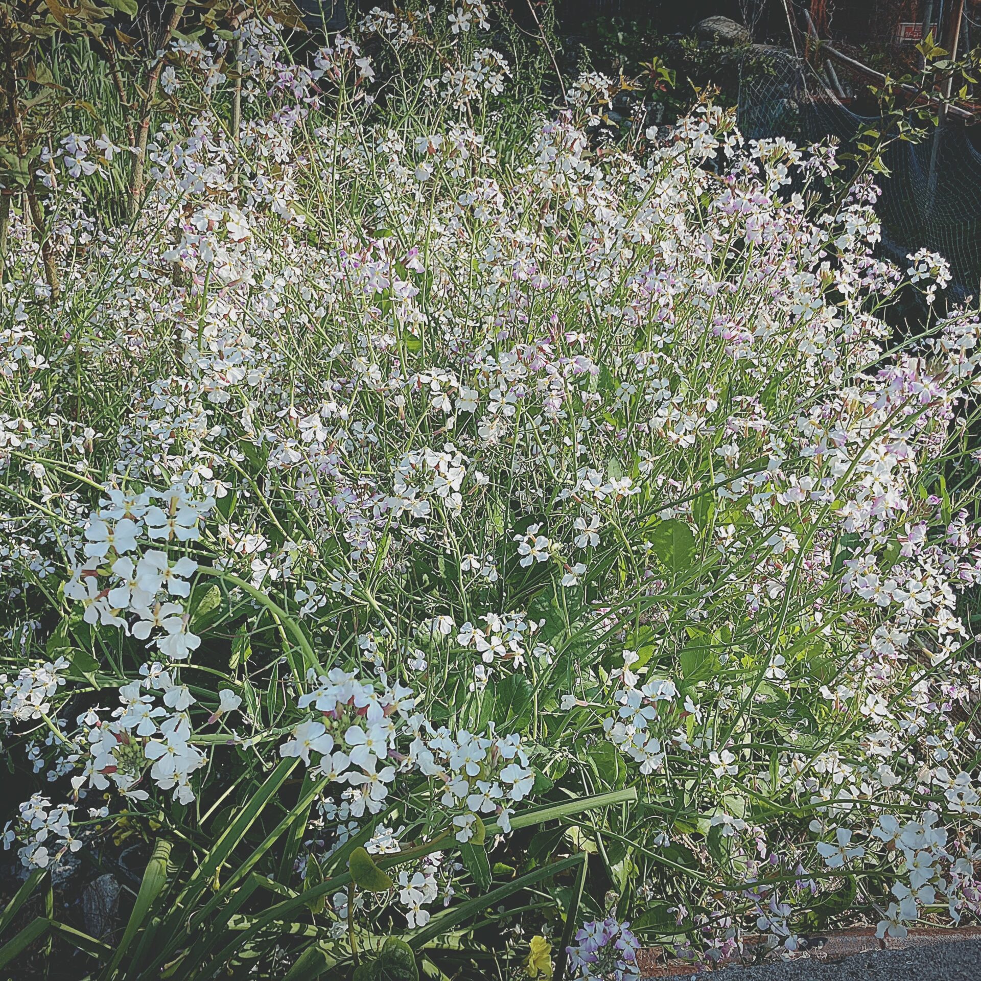 浜大根の花の写真