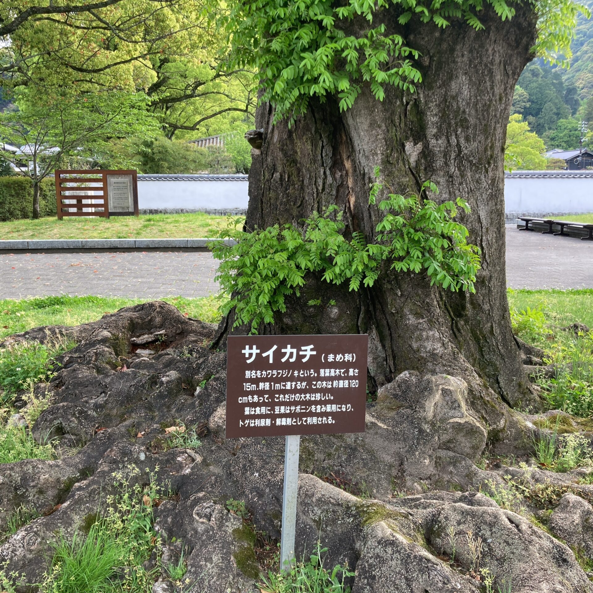 サイカチの看板の写真