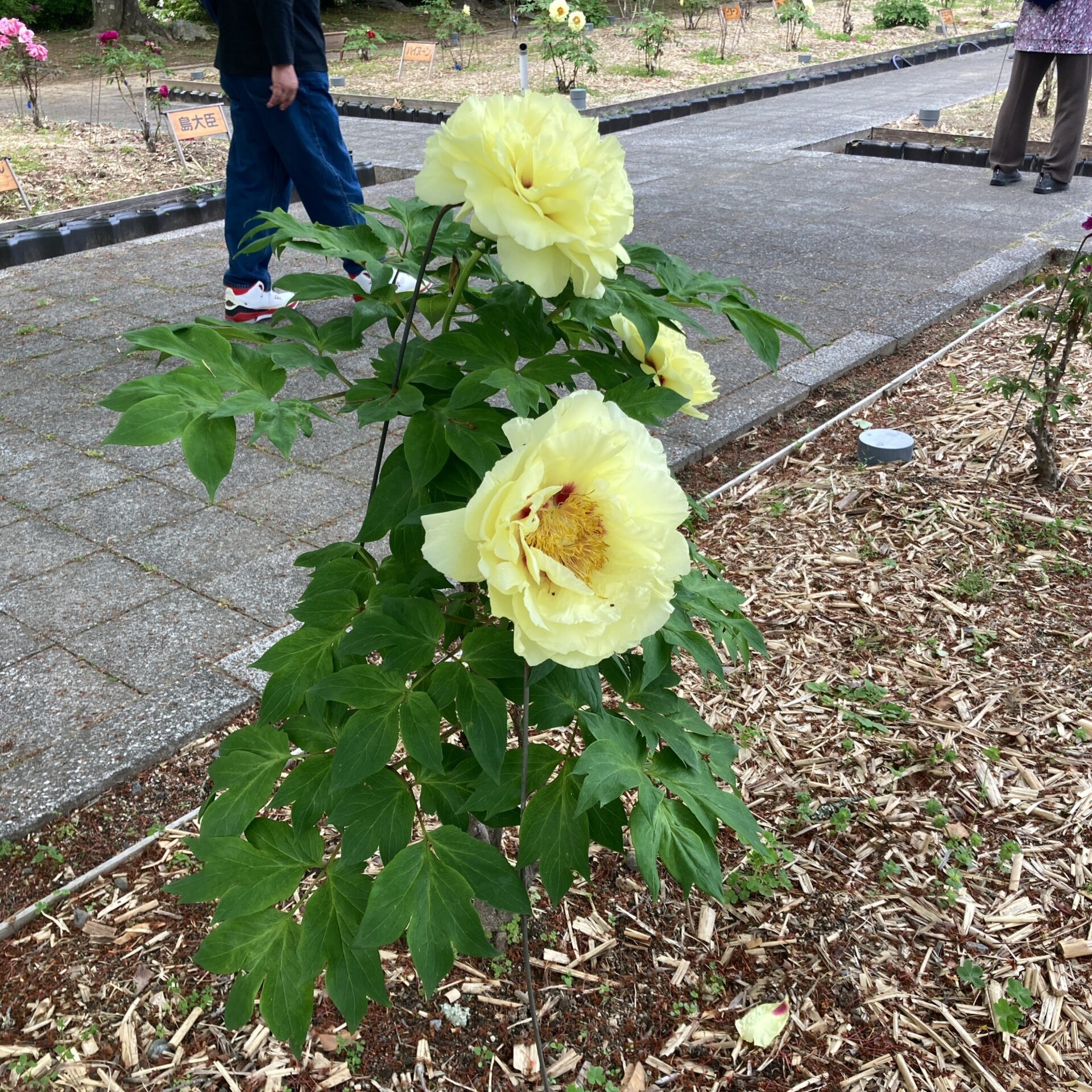 黄色いボタンの花を引きで見た写真