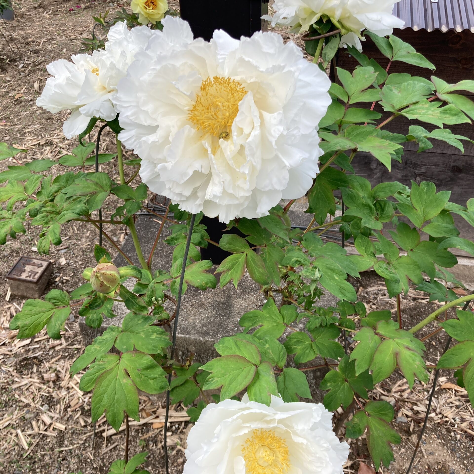 白い牡丹の花の写真