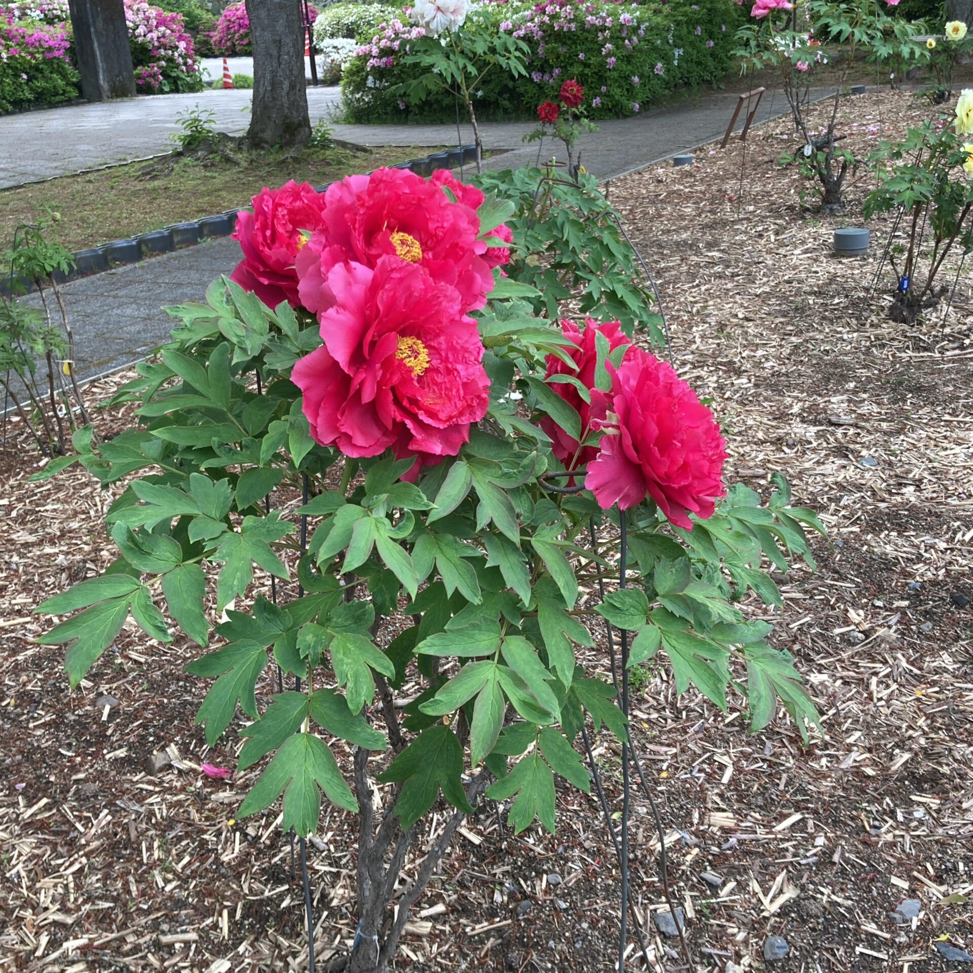 何輪も咲く紅い牡丹の花の写真