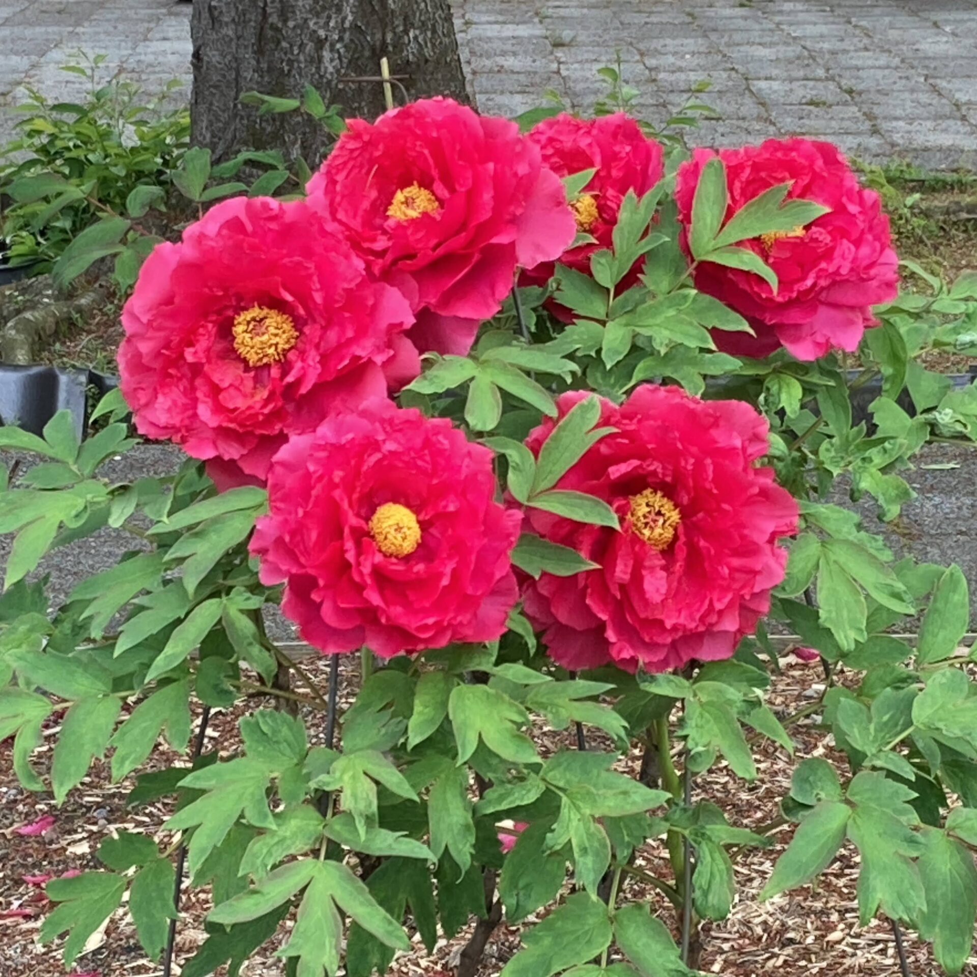 紅い牡丹の花の写真