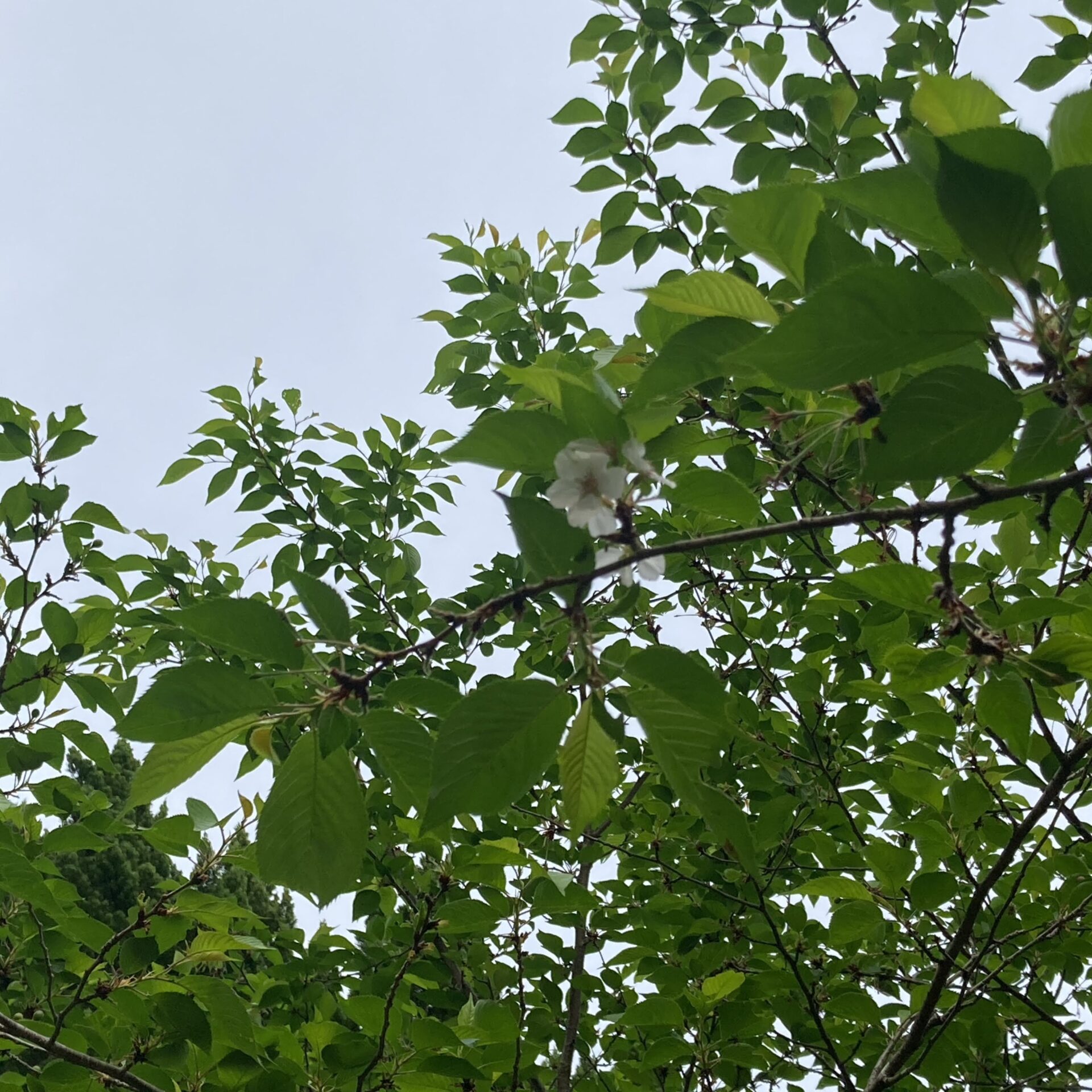ソメイヨシノの花の写真