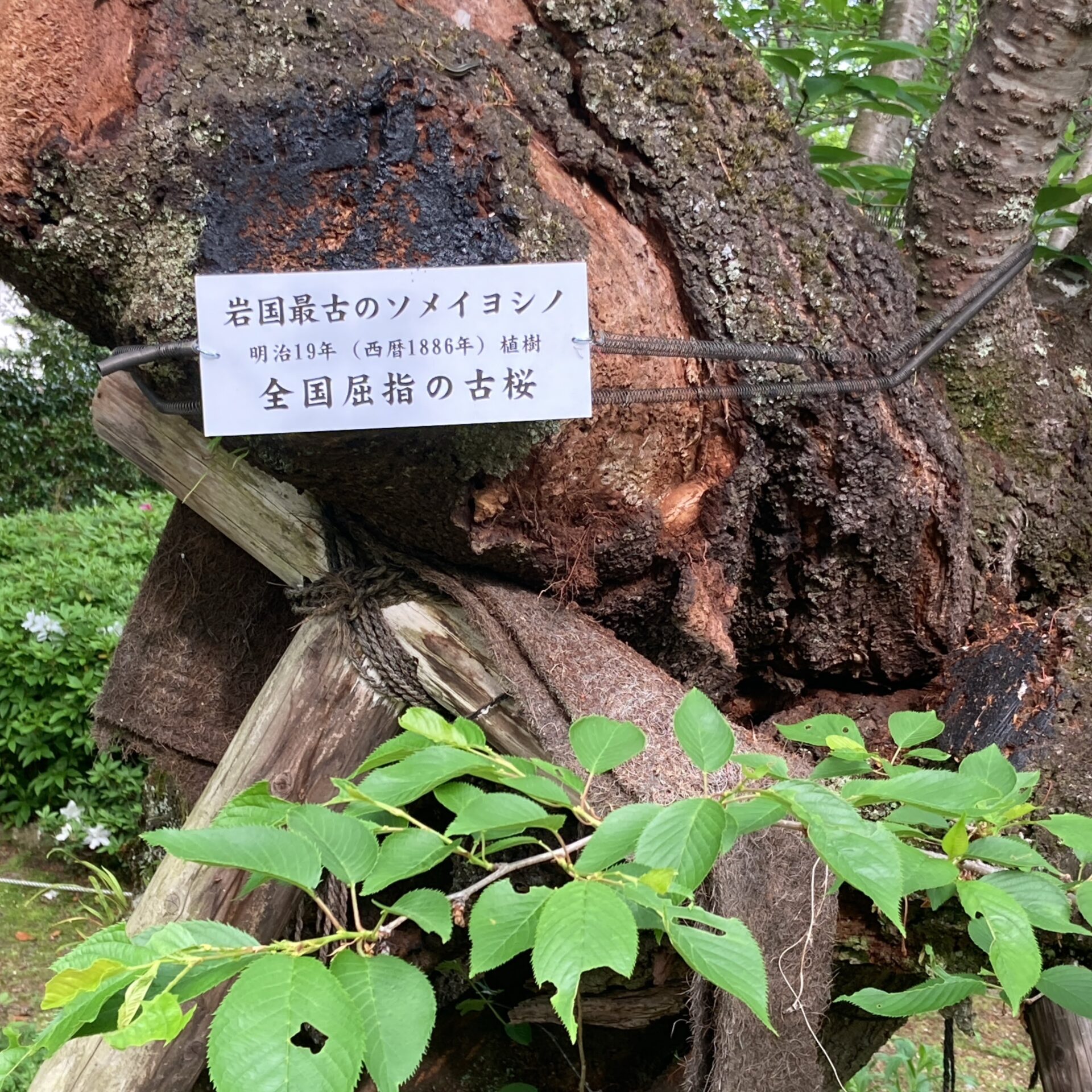 ソメイヨシノの看板の写真