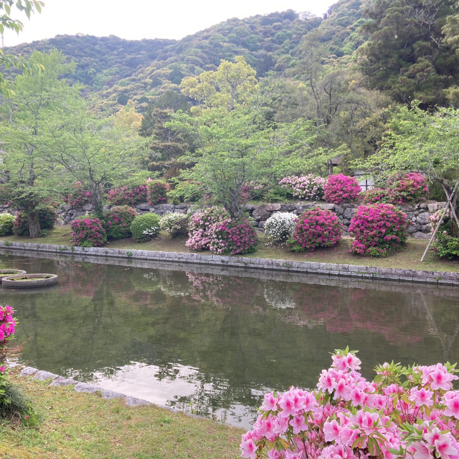 川沿いの躑躅の写真