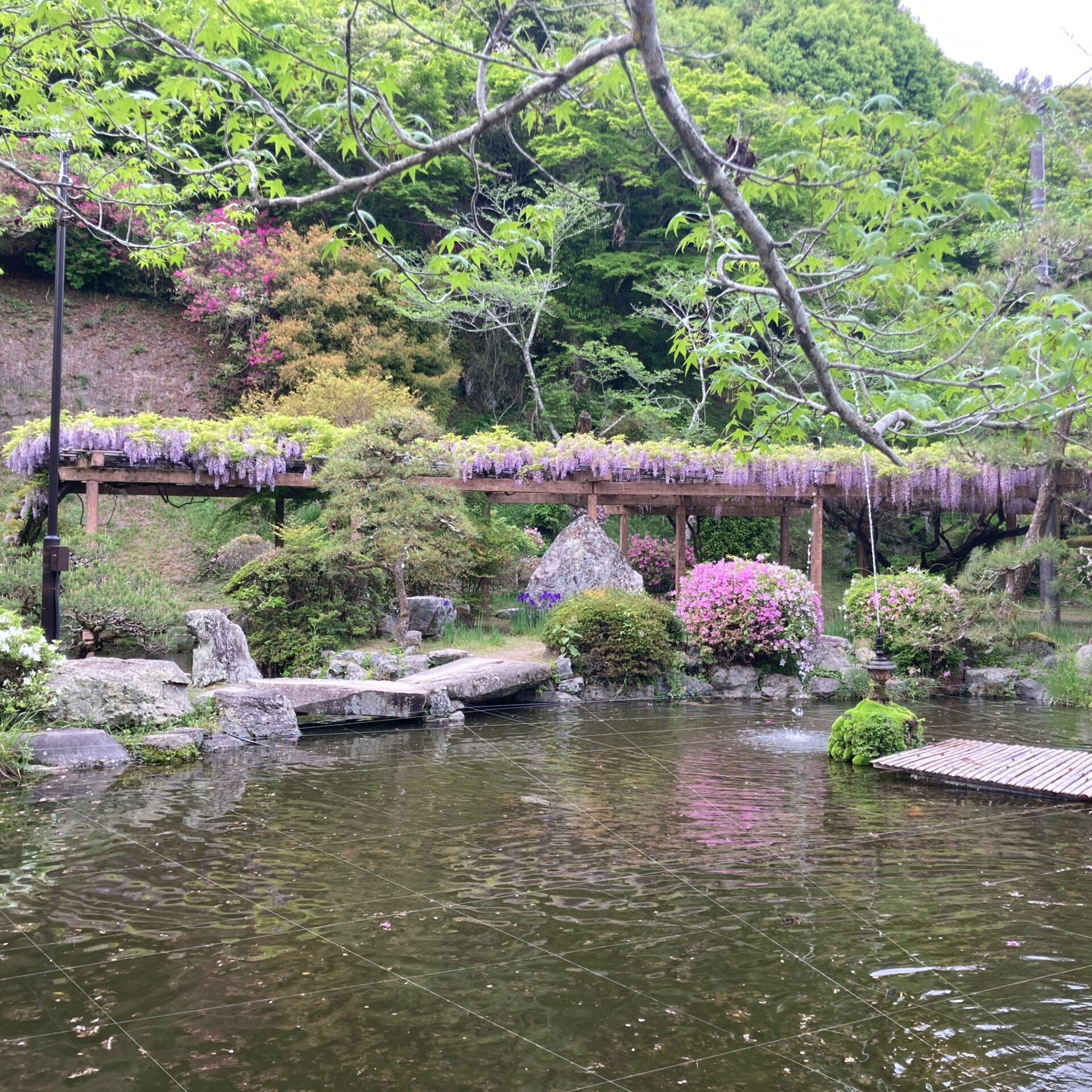 藤棚の写真