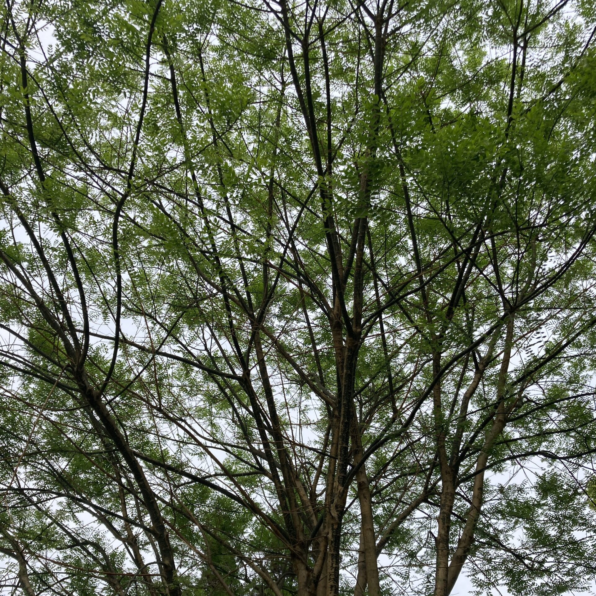 槐の枝の写真