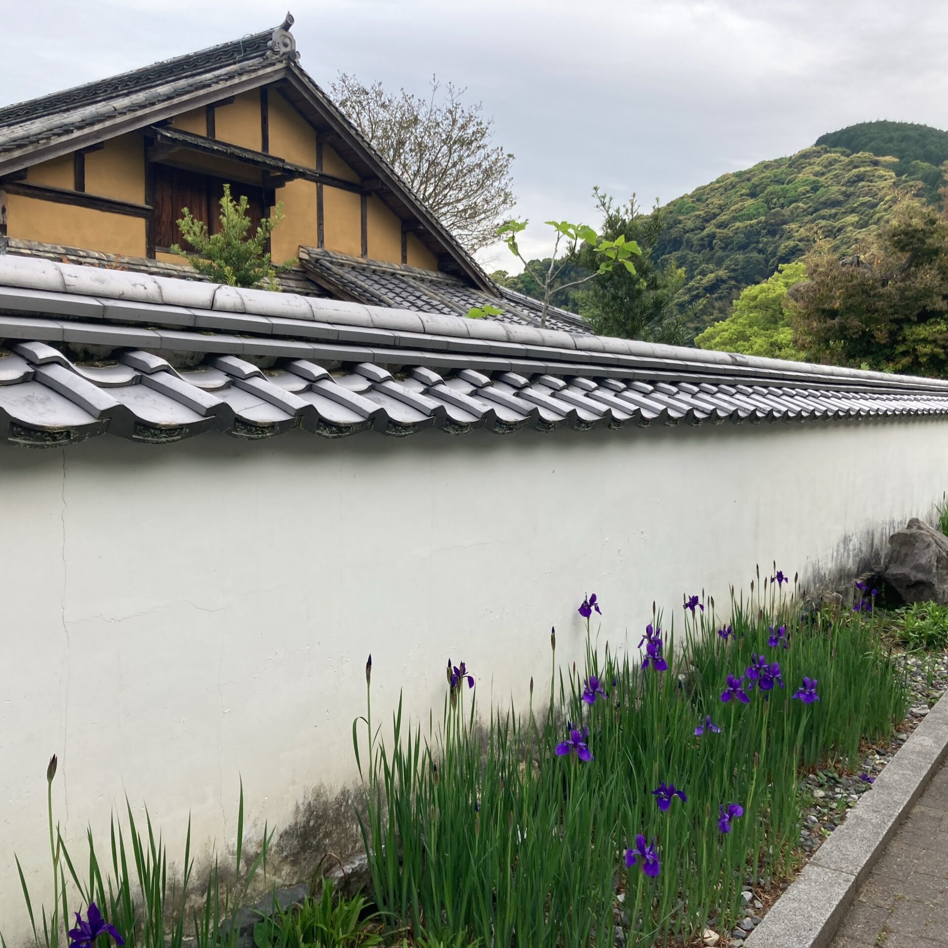 白壁の塀と菖蒲の写真