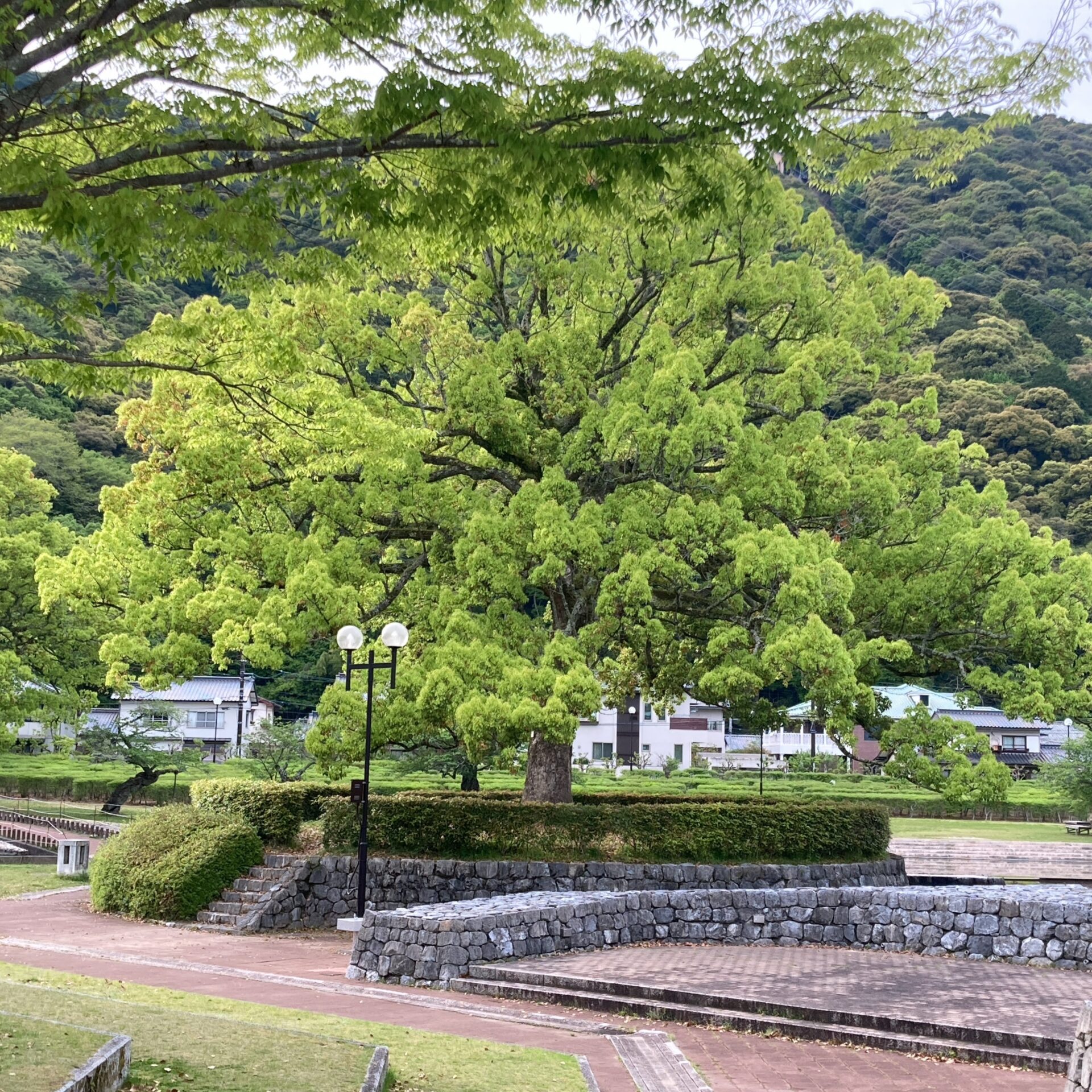 大きな楠の写真