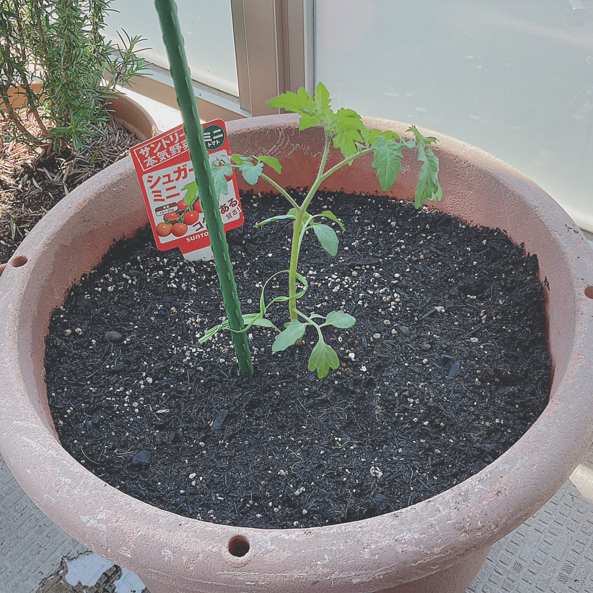 トマトの苗を植え付けた写真